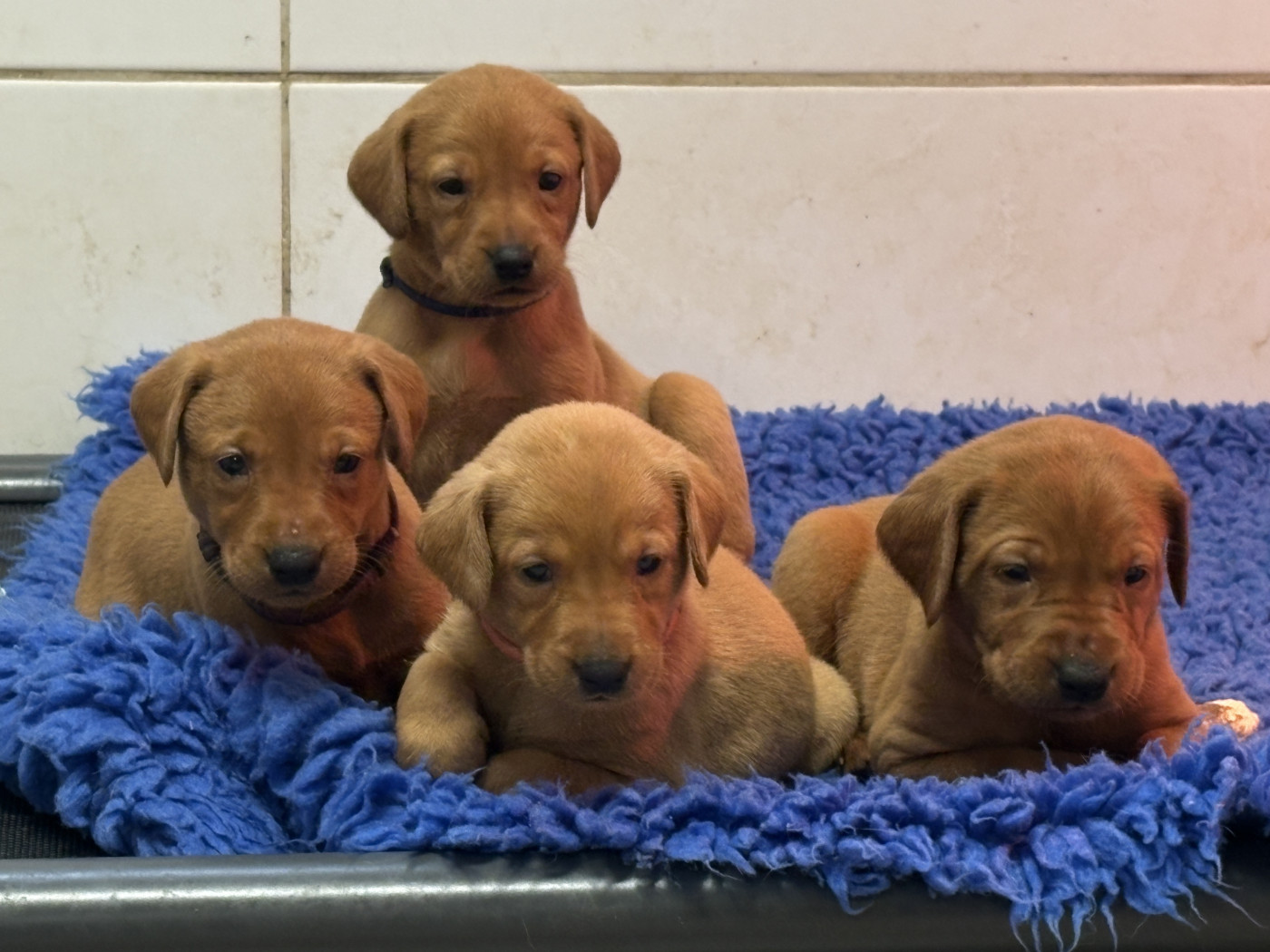 Chiot Labrador Retriever Talf