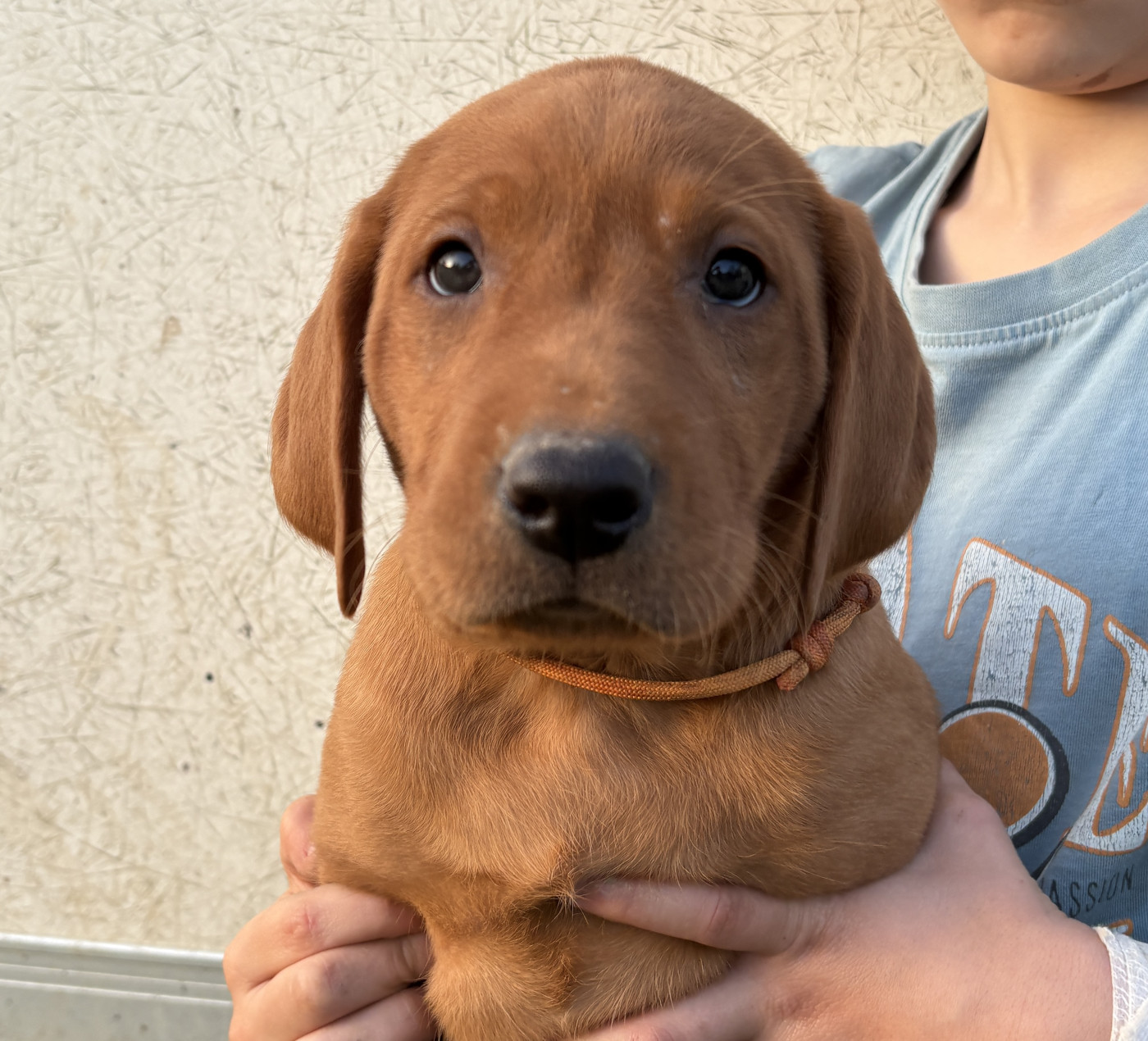 Talf - Chiots disponibles - Labrador Retriever