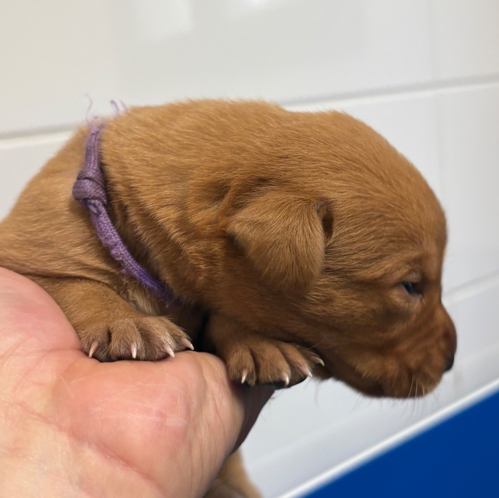 Talf - Chiots disponibles - Labrador Retriever