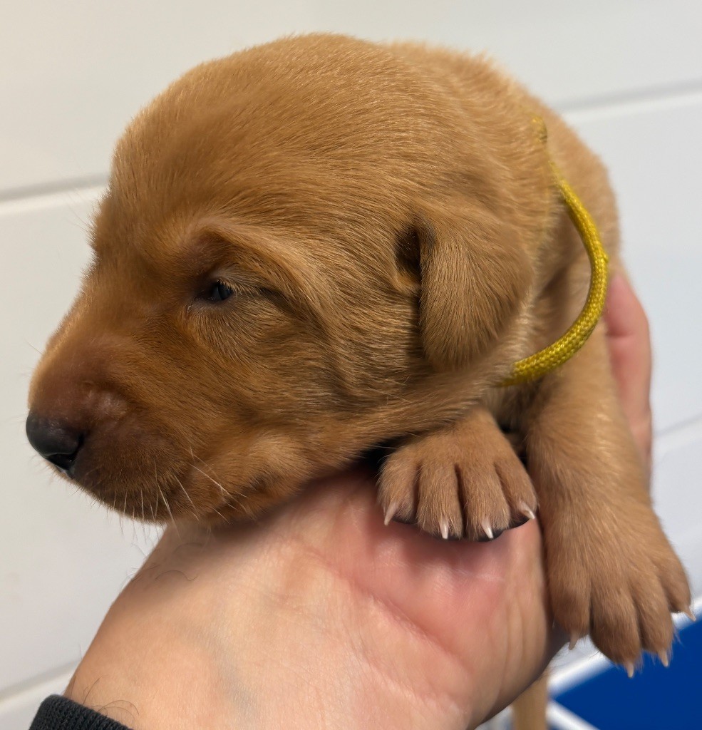 Talf - Chiots disponibles - Labrador Retriever