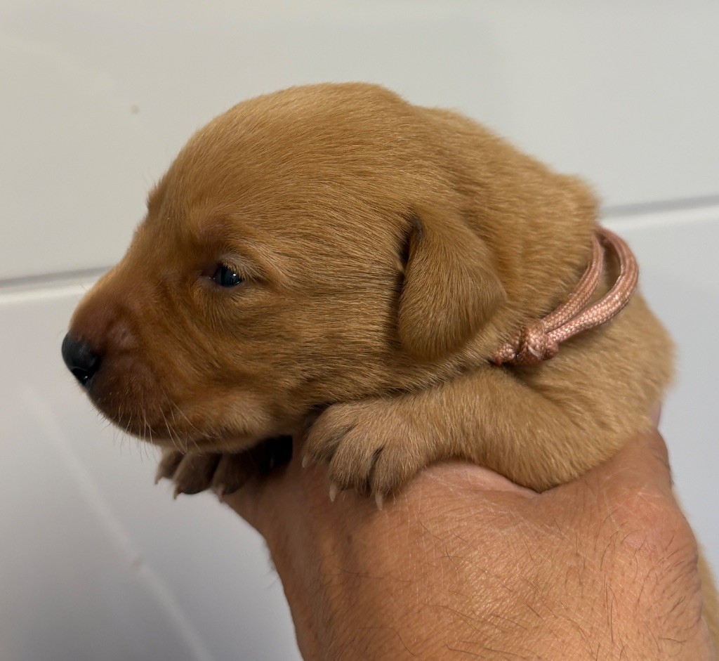 Talf - Chiots disponibles - Labrador Retriever