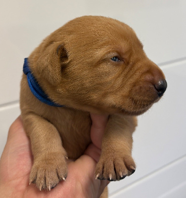 CHIOT COLLIER BLEU