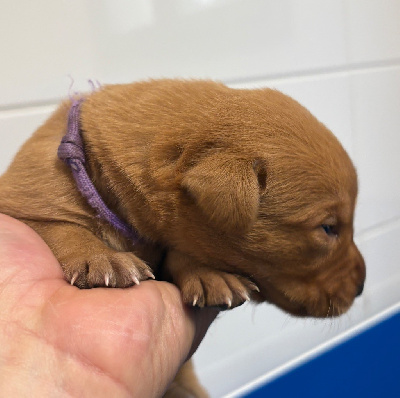 CHIOT COLLIER VIOLET