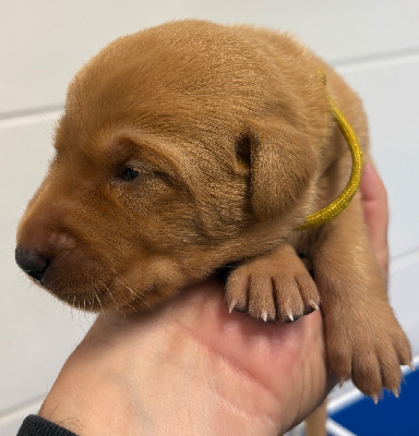 CHIOT COLLIER JAUNE