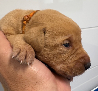 CHIOT COLLIER ORANGE