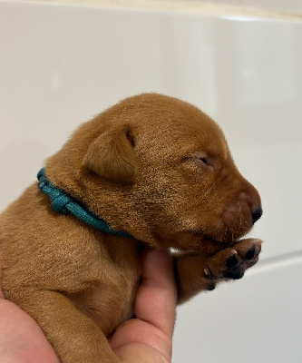 CHIOT COLLIER TURQUOISE