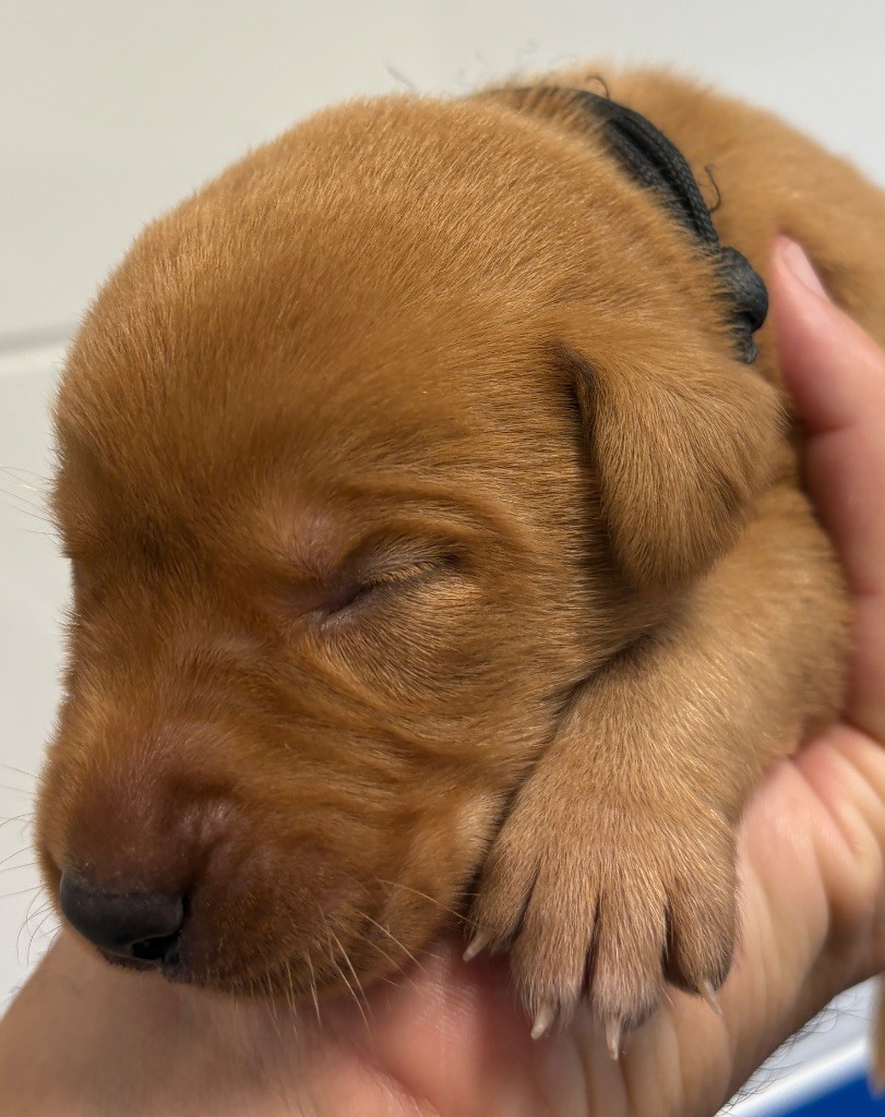 Talf - Chiots disponibles - Labrador Retriever