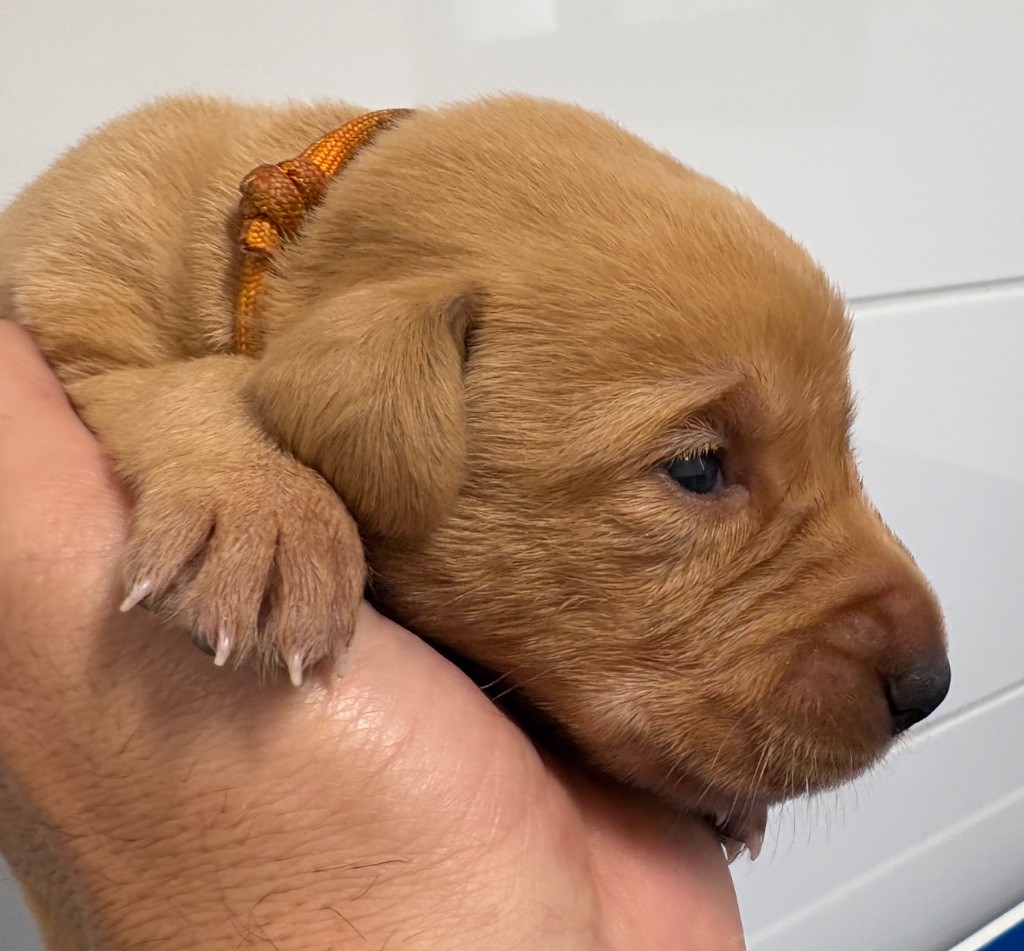 Talf - Chiots disponibles - Labrador Retriever