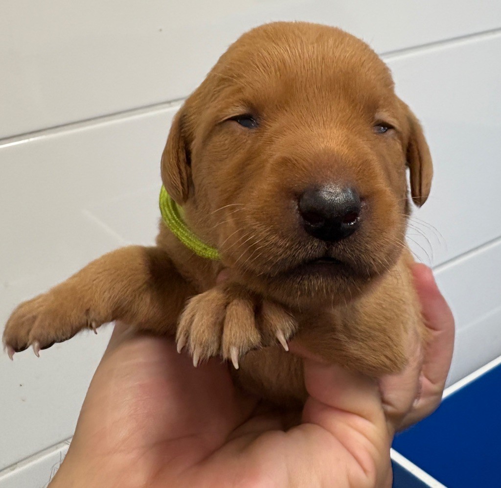 Talf - Chiots disponibles - Labrador Retriever