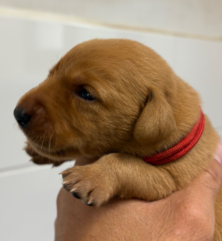 Talf - Chiots disponibles - Labrador Retriever