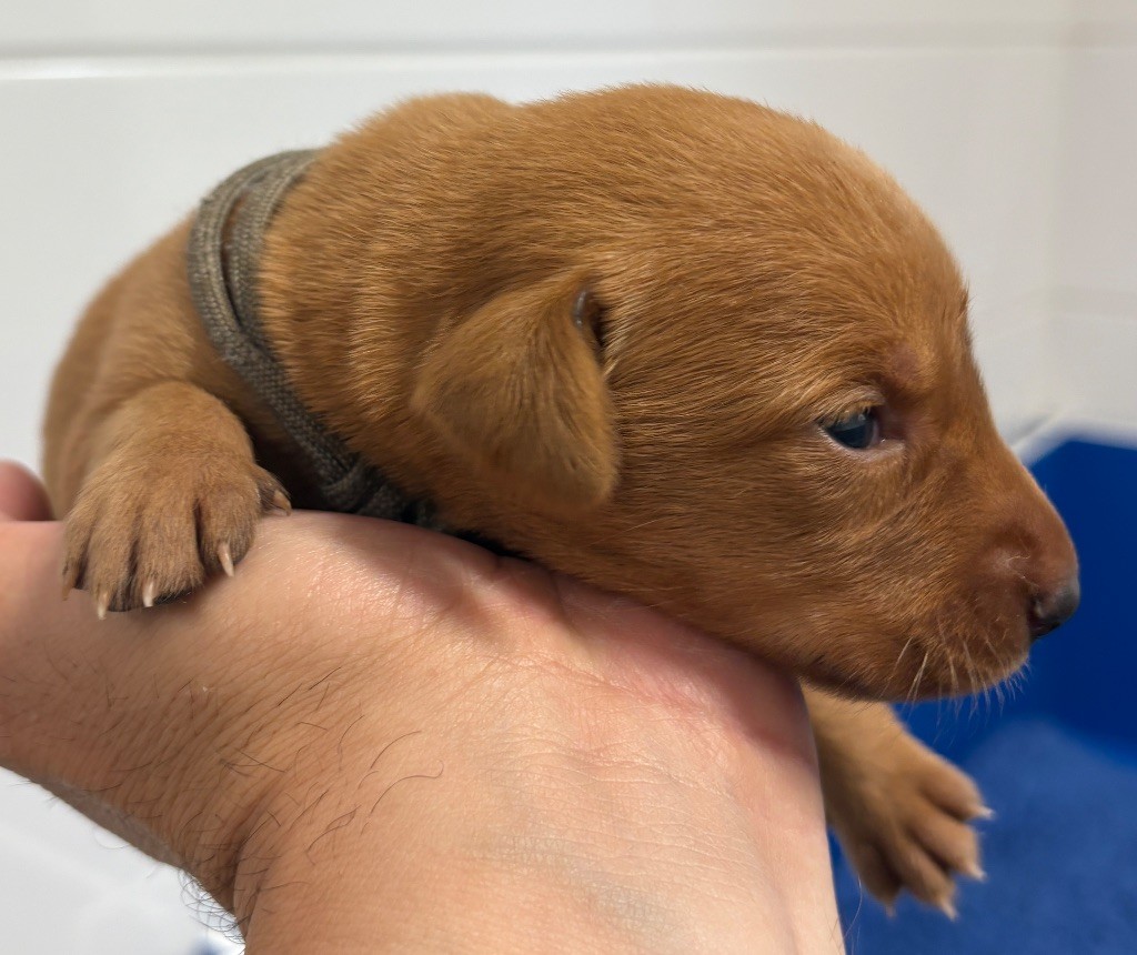 Talf - Chiots disponibles - Labrador Retriever