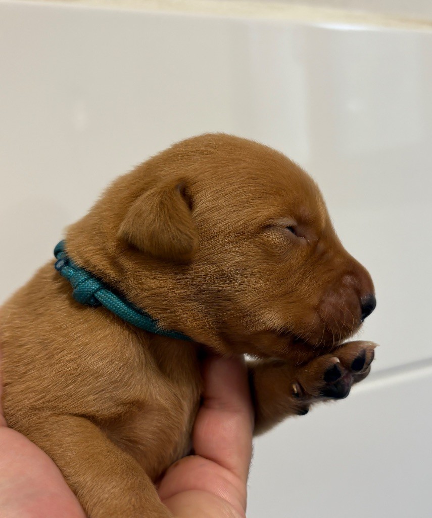 Talf - Chiots disponibles - Labrador Retriever